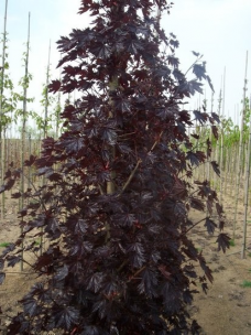 Acer platanoides Crimson...