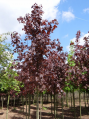 Rode Esdoorn (Acer plat. Royal Red)