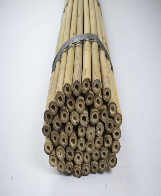 Bamboestokken kopen Bamboe stokken verschillende maten | Bomenweb.nl