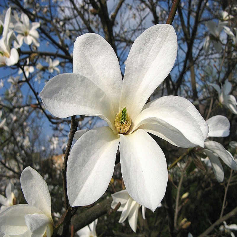 Lei kopen Magnolia | Magnolia Leiboom | Bomenweb.nl