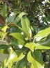 Magnolia Grandiflora (Valste Tulpenboom)