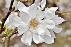 Beverboom (Magnolia Kobus)