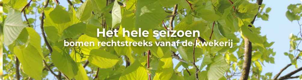 spannend Durf Van Online Bomen Kopen | Bomen bestellen | Eigen kwekerij | Bomenweb.nl